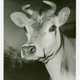 The real thing: Elsie the cow.